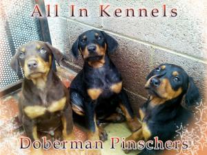 DobermanPinscherPuppies